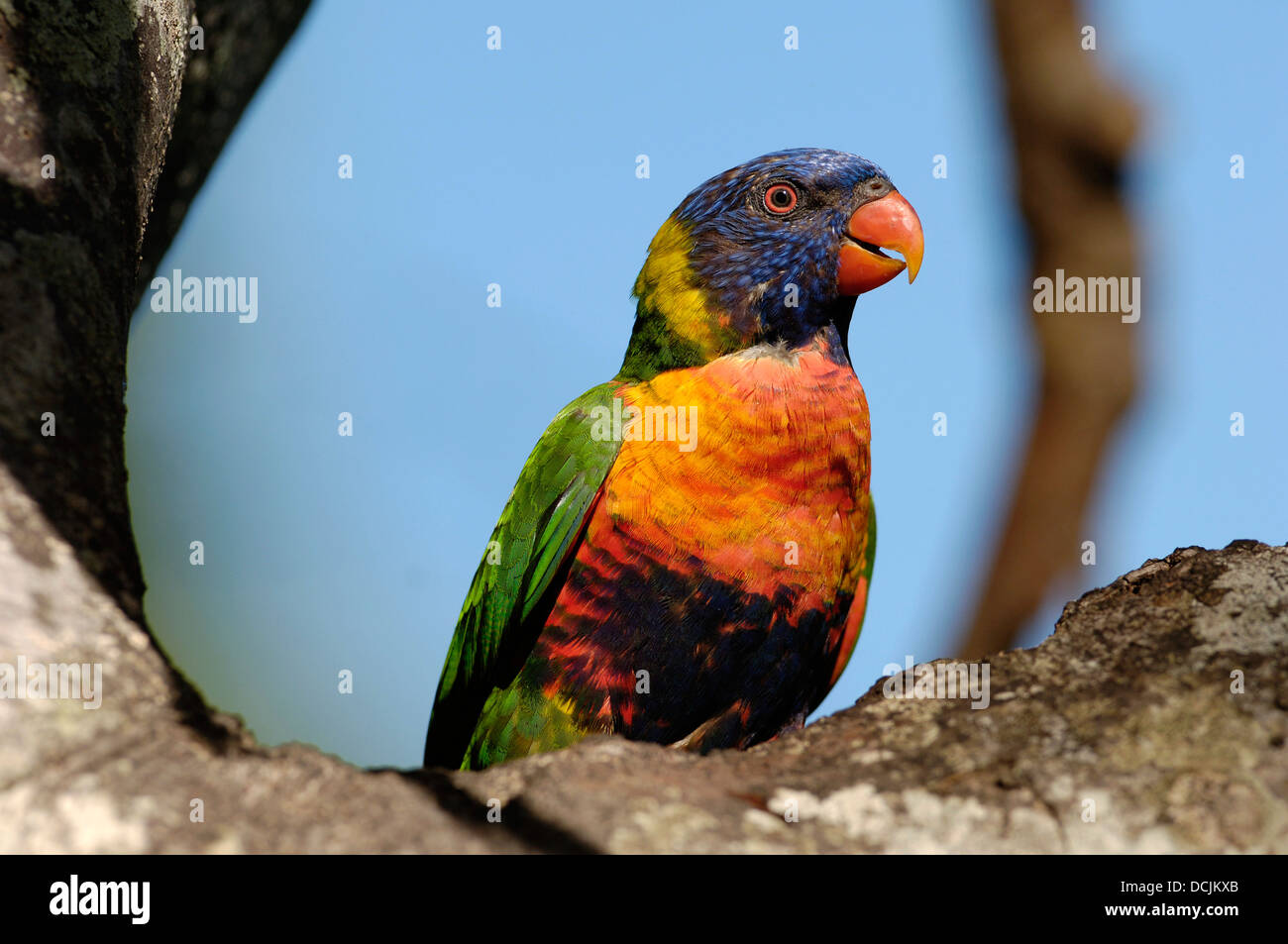 Rainbow Lorikeet colorés Banque D'Images
