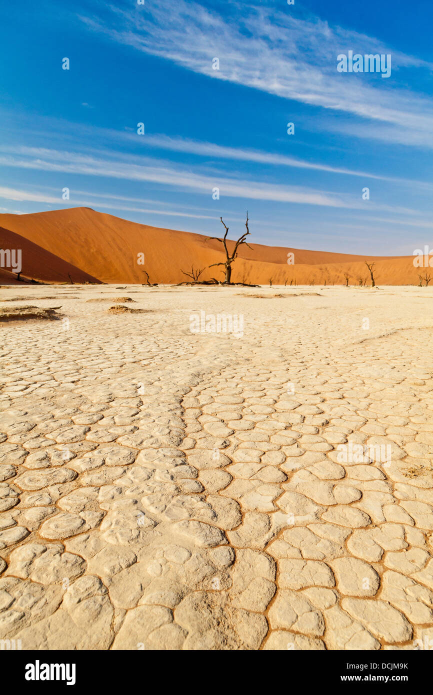 Arbres morts dans l'argile de pan Deadvlei en Namibie Banque D'Images