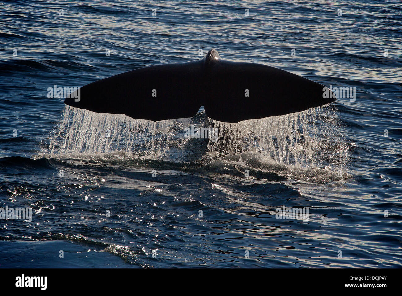 Fluke cachalot Banque D'Images