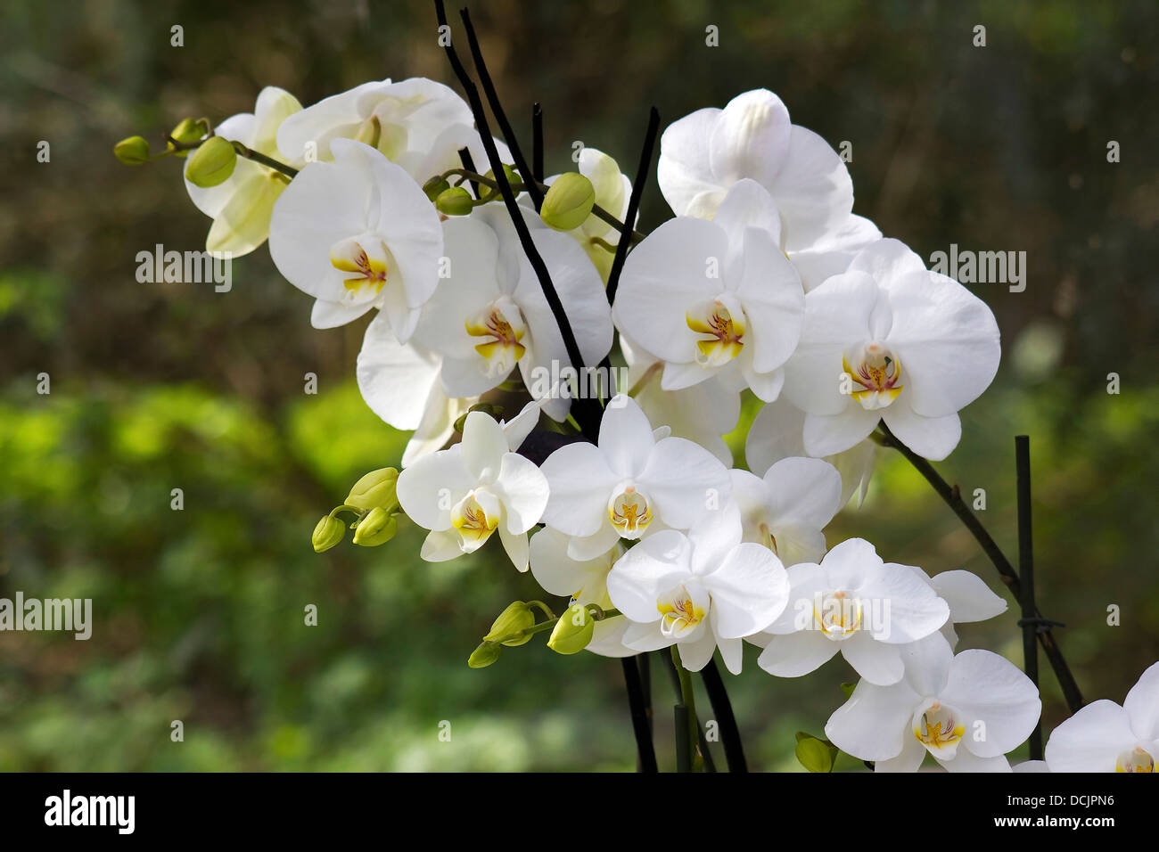 Orchidée phalaenopsis blanc fleurs - Banque D'Images