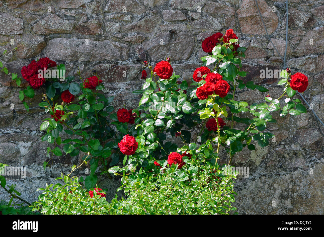 Roses rouges contre un vieux mur de grès rouge dans le sud de la région de Cumbria Lake District. Banque D'Images