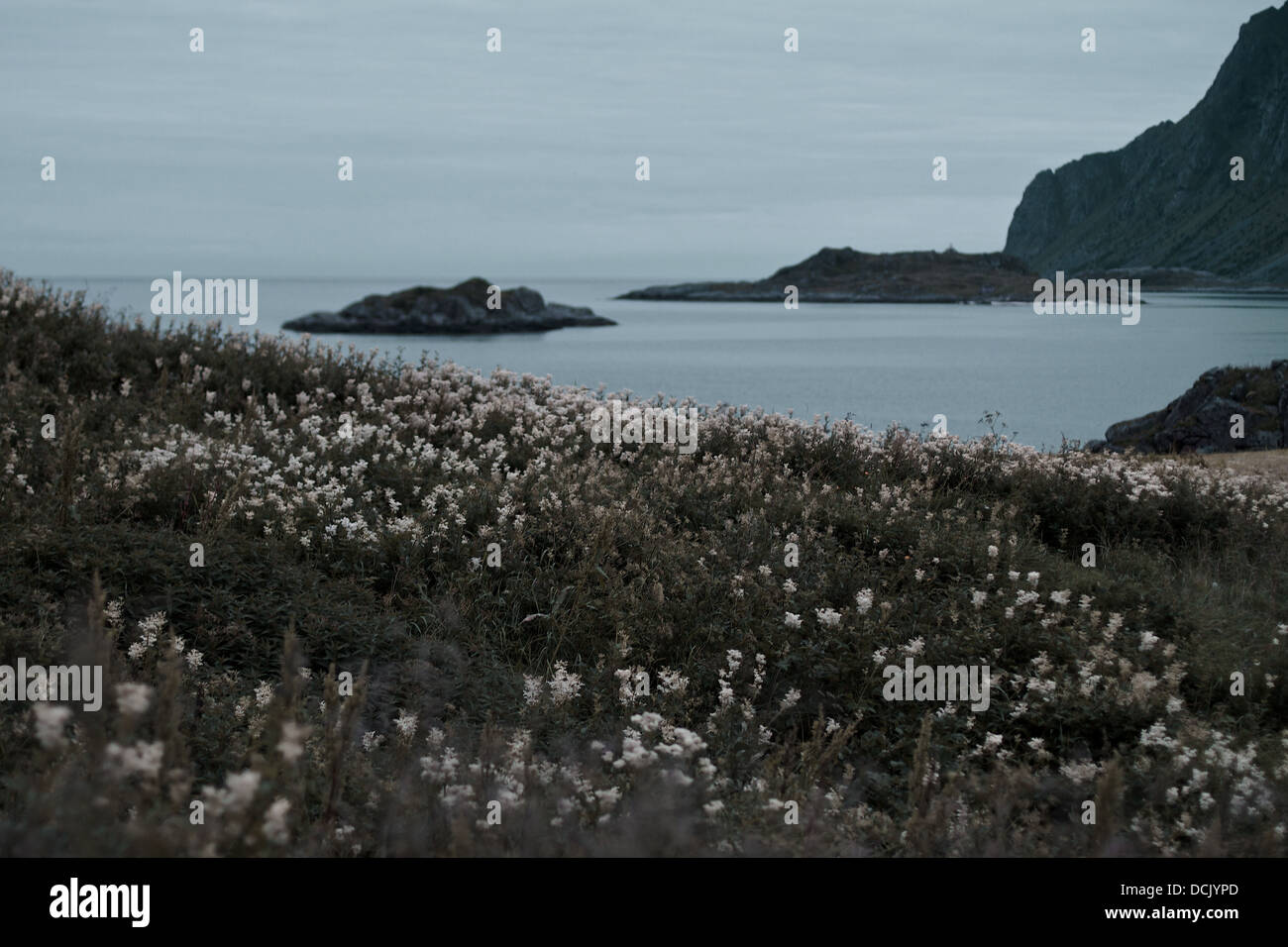 Soleil de minuit en Norvège. Fleurs blanches à l'avant-plan et laiteux ciel et mer en arrière-plan. Banque D'Images