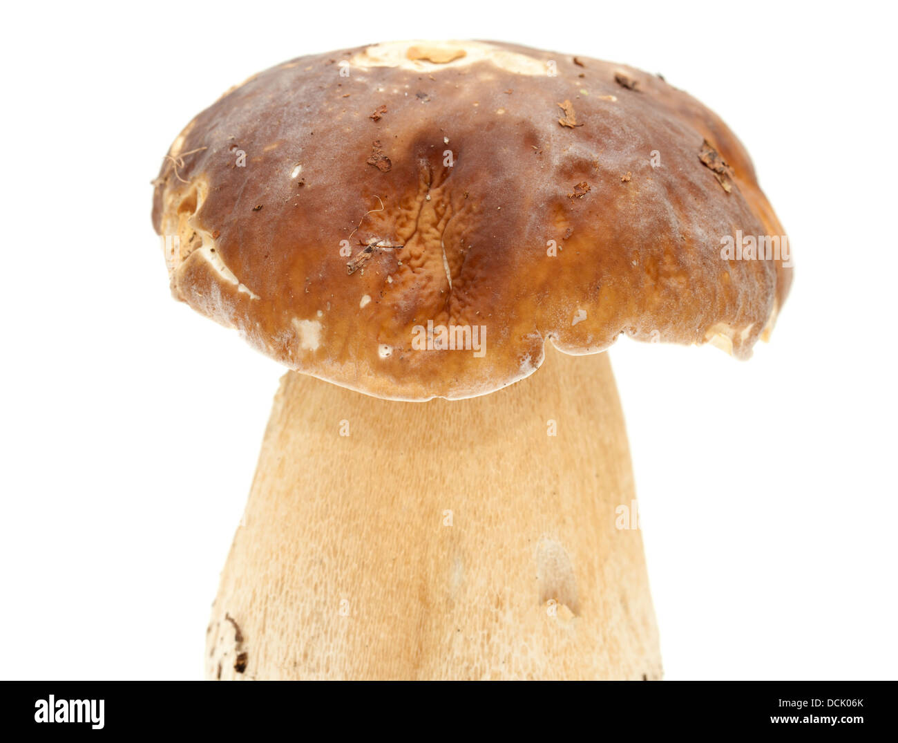 Boletus edulis aka porcino, isolated on white Banque D'Images