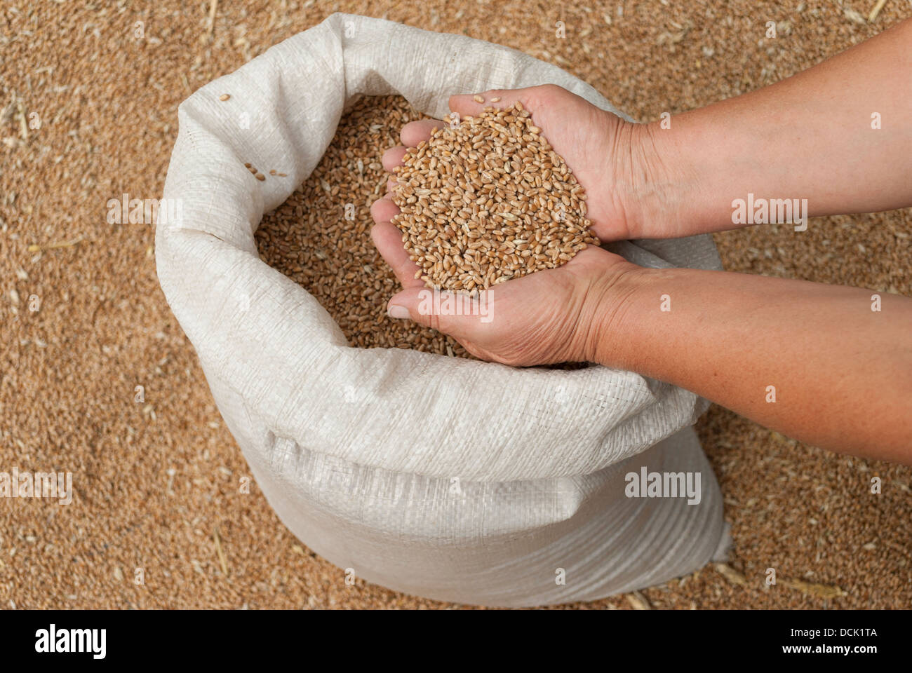 Poignée de grains de blé sur les paumes. Banque D'Images