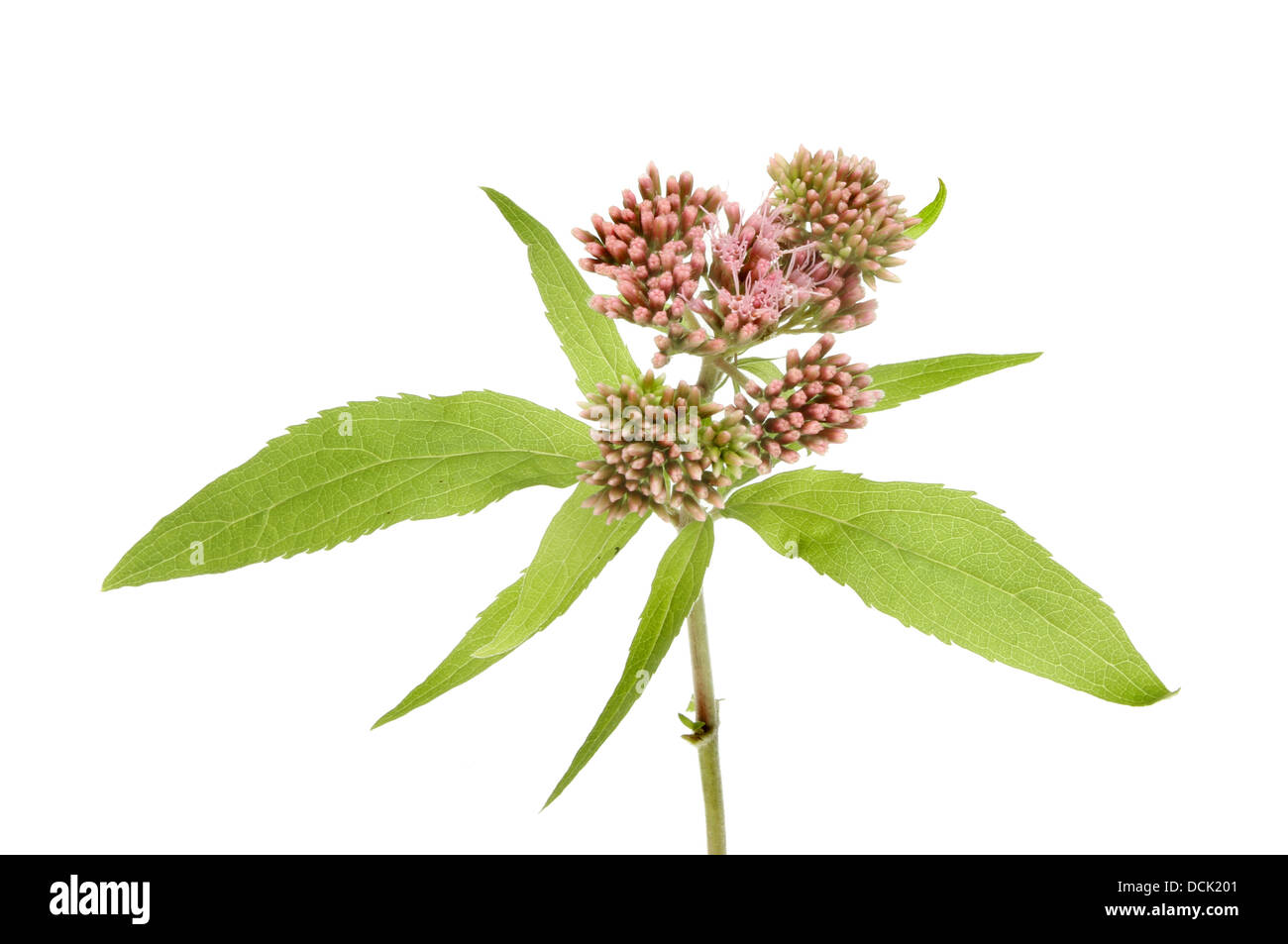 Hemp agrimony fleur sauvage et isolé feuillage contre white Banque D'Images