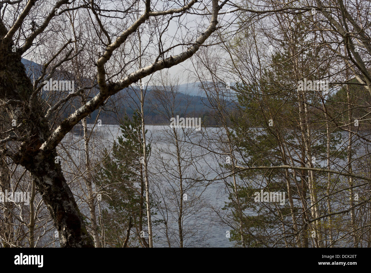 Vue d'un loch dans les Highlands écossais, visible à travers les branches d'arbres, avec des collines en arrière-plan. Le lac est très beau Banque D'Images
