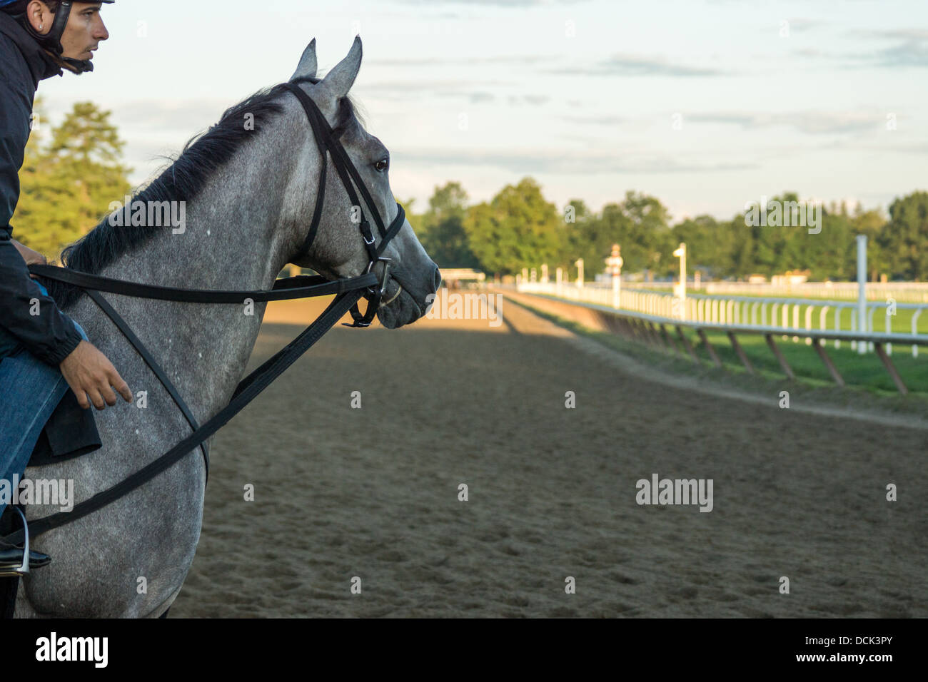 Le 4 août 2013. Saratoga Raceway, New York. Les chevaux de race Thoroughbred effectuer le Training à l'Ohio Piste de formation. Banque D'Images