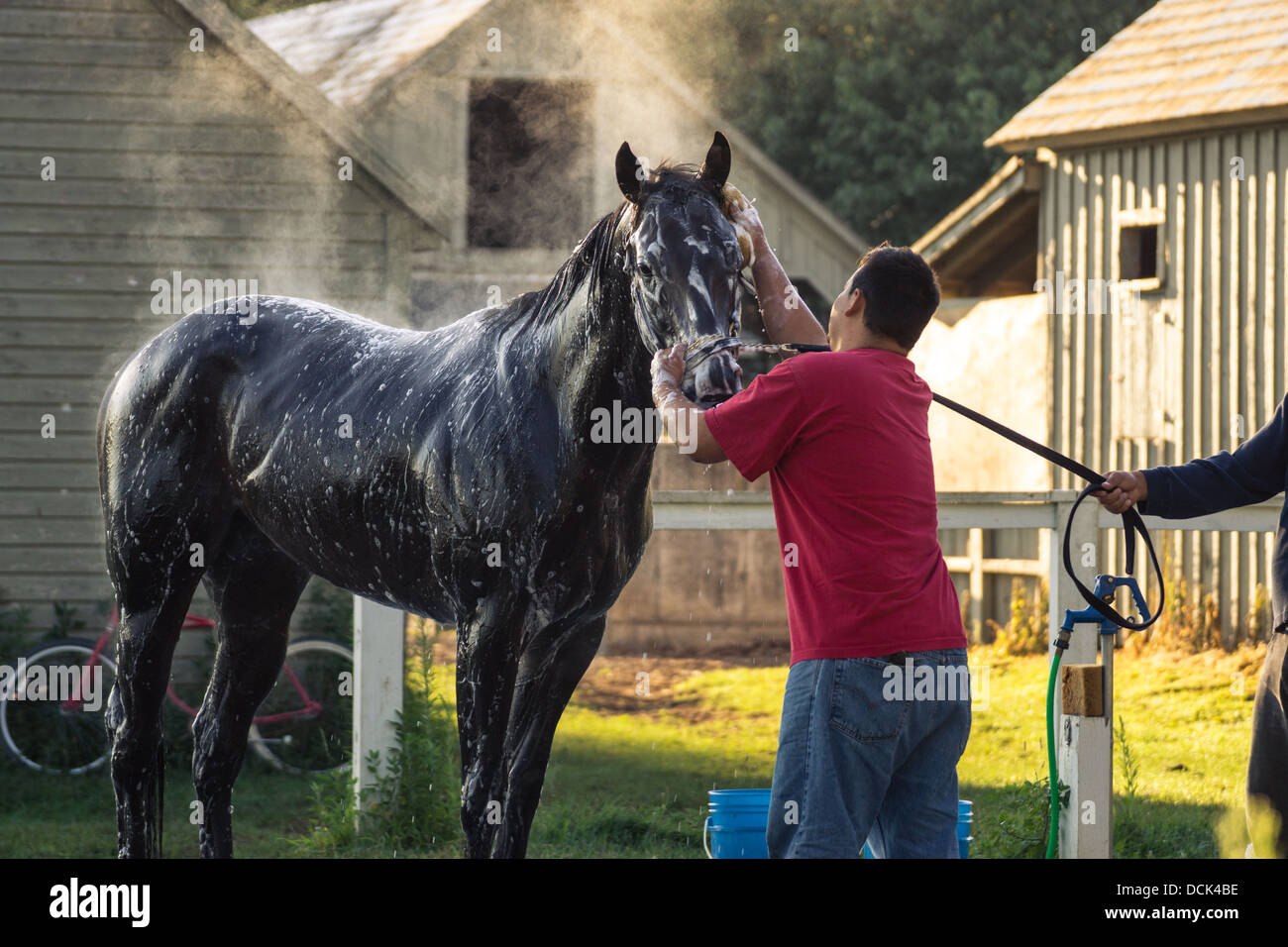 Le 4 août 2013. Saratoga Raceway, New York. Cheval de course pur-sang de toilettage après une matinée d'entraînement à Washington la voie de formation. Banque D'Images