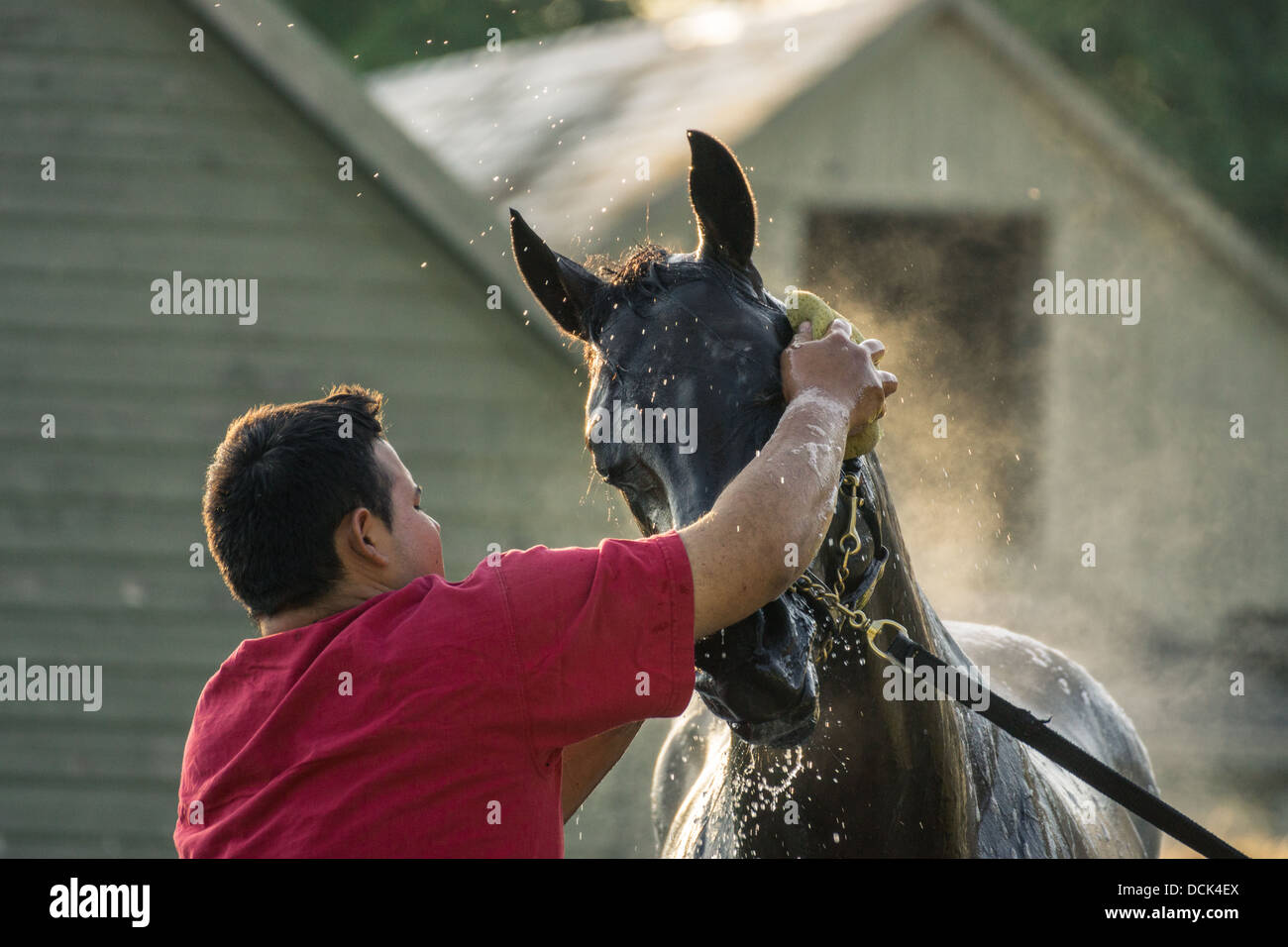 Le 4 août 2013. Saratoga Raceway, New York. Cheval de course pur-sang damées après exercices du matin à Washington la voie de formation. Banque D'Images