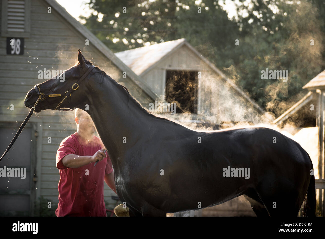 Le 4 août 2013. Saratoga Raceway, New York. Cheval de course pur-sang de toilettage après une matinée d'entraînement à Washington la voie de formation. Banque D'Images