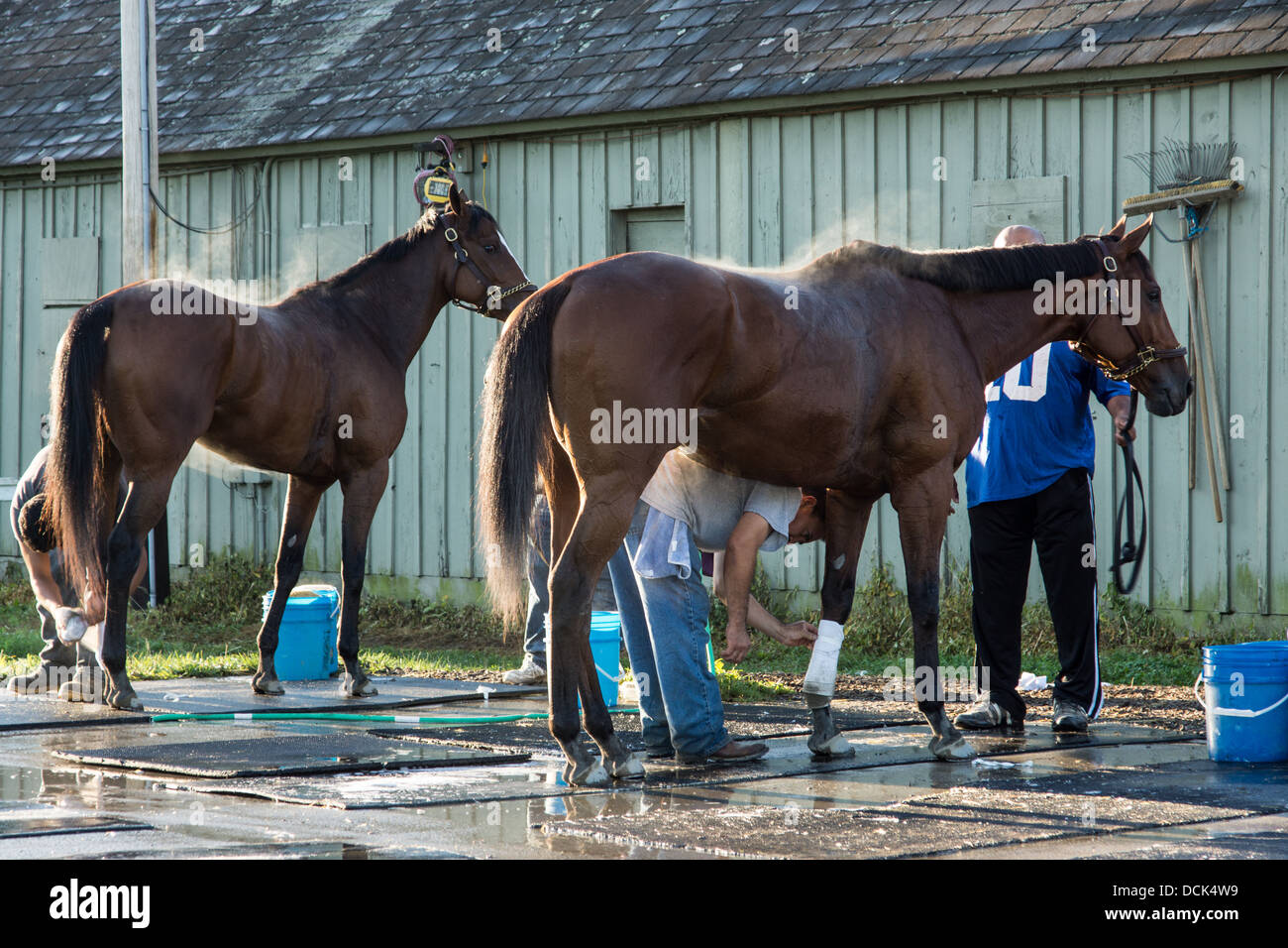 Le 4 août 2013. Saratoga Raceway, New York. Cheval de course pur-sang est soigné après exercices du matin à Washington la voie de formation. Banque D'Images