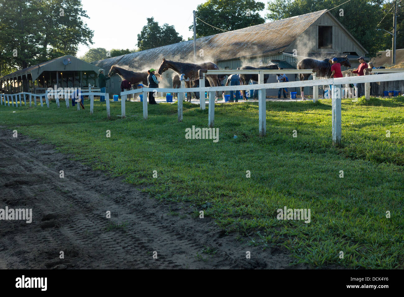 Le 4 août 2013. Saratoga Raceway, New York. Les chevaux de course pur-sang damées après exercices du matin à Washington la voie de formation. Banque D'Images