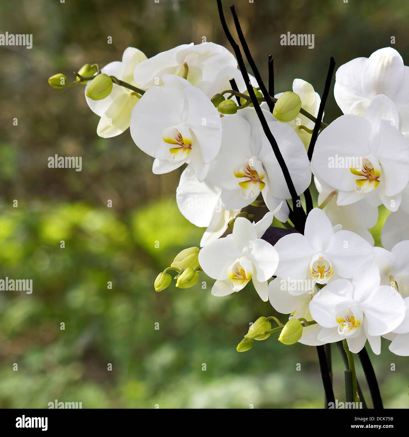 Orchidée phalaenopsis blanc fleurs - Banque D'Images
