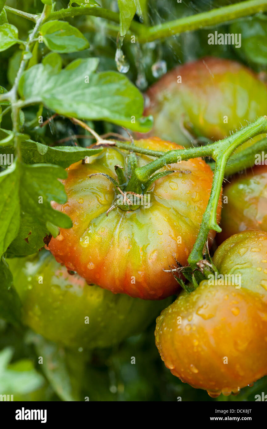 Organique mûres Heirloom Tomatoes dans un jardin verdoyant Banque D'Images