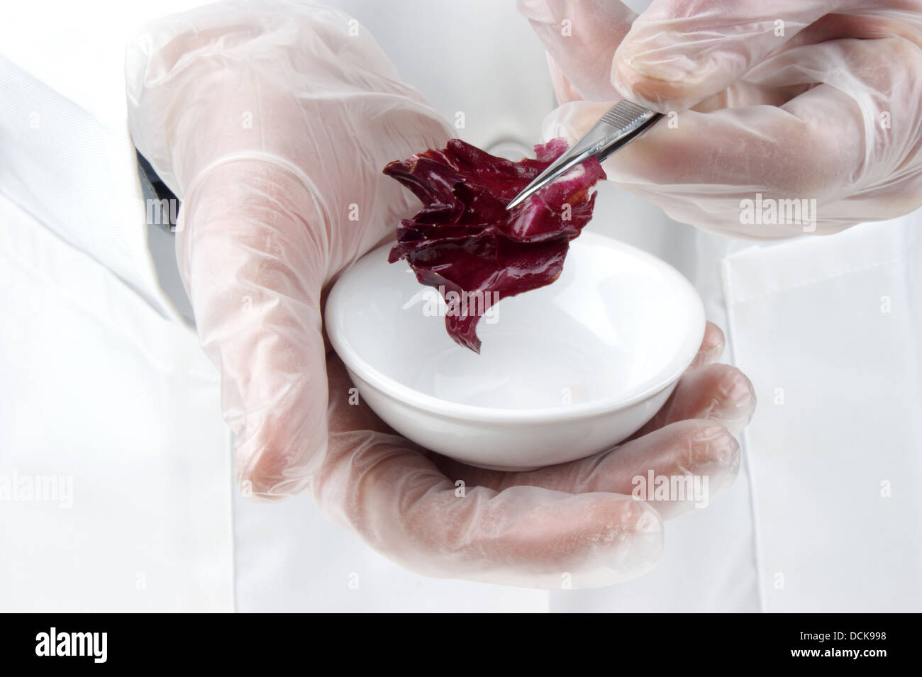 Salade rouge est étudiée dans le laboratoire de l'alimentation Banque D'Images