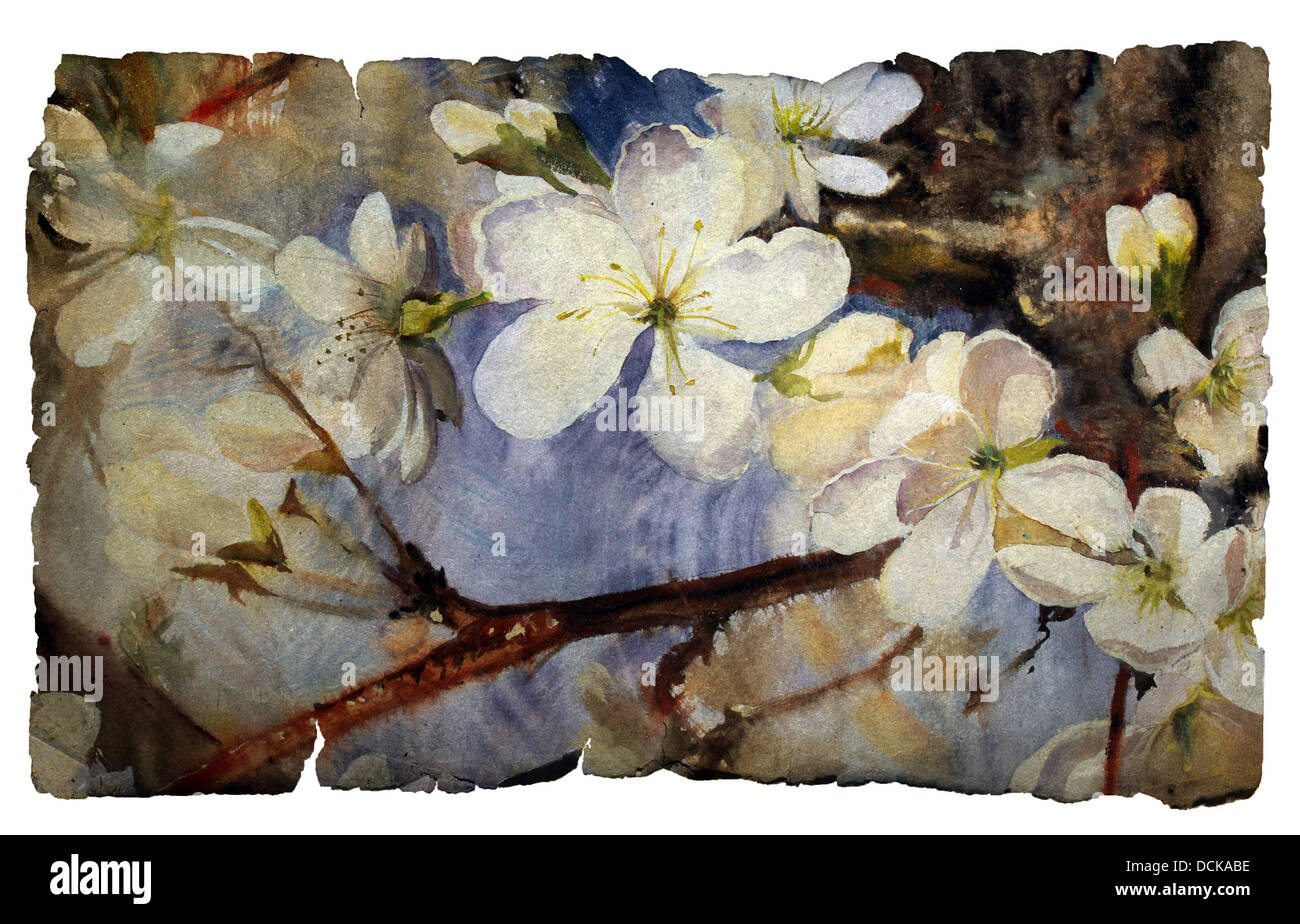 L'aquarelle du printemps en fleurs arbre sur vintage paper isolated on white Banque D'Images
