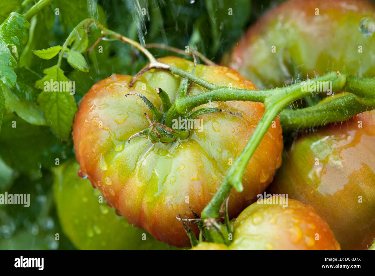 Organique mûres Heirloom Tomatoes dans un jardin verdoyant Banque D'Images