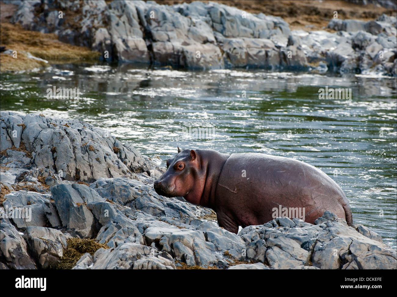 Hippopotamus sur stony côte. Banque D'Images
