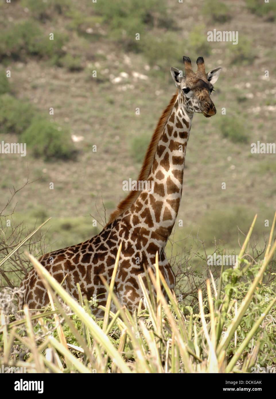 Portrait d'une girafe. Banque D'Images