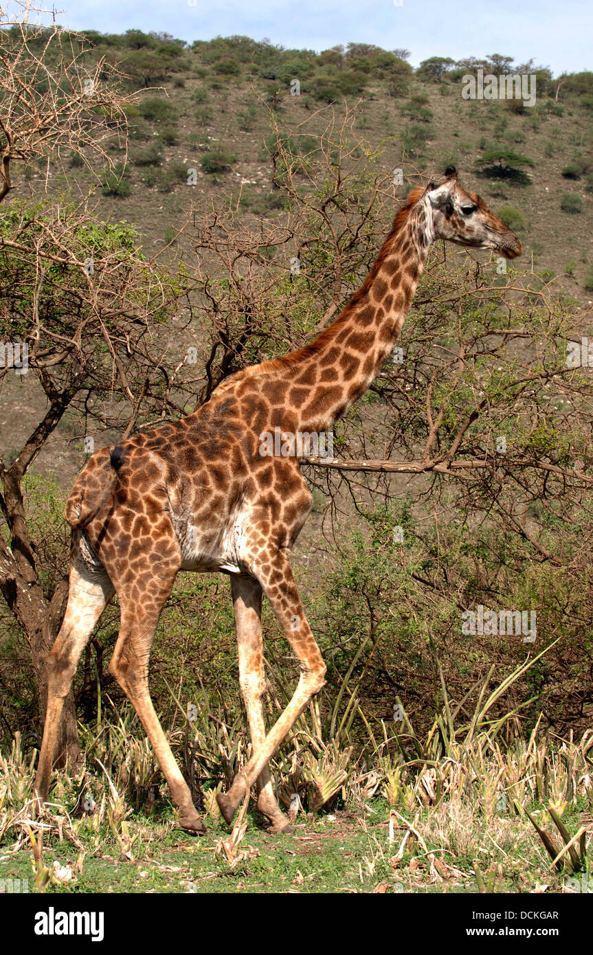 Girafe à pied dans les arbres d'acacias. Banque D'Images