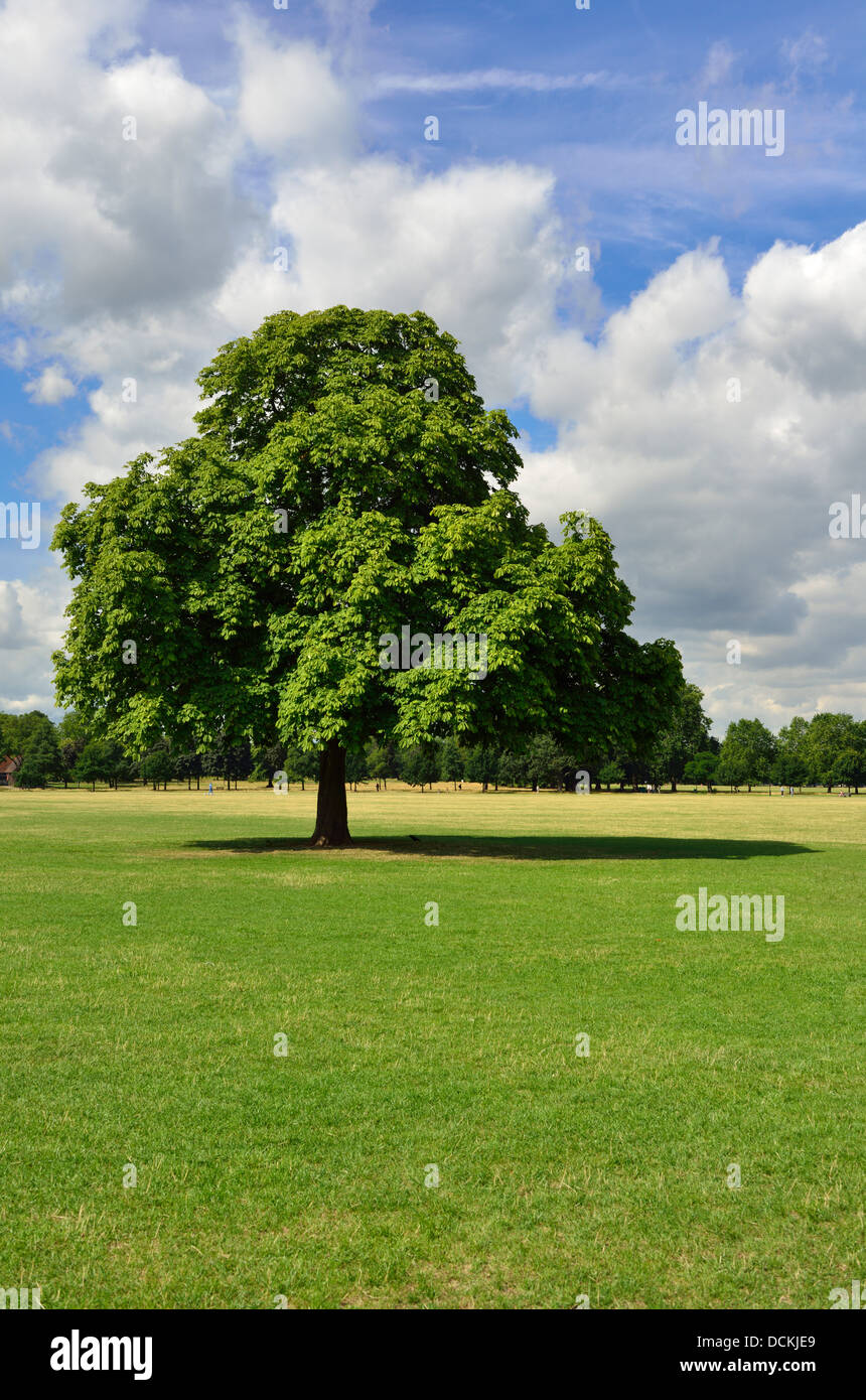 Clapham Common, London SW4, Royaume-Uni Banque D'Images