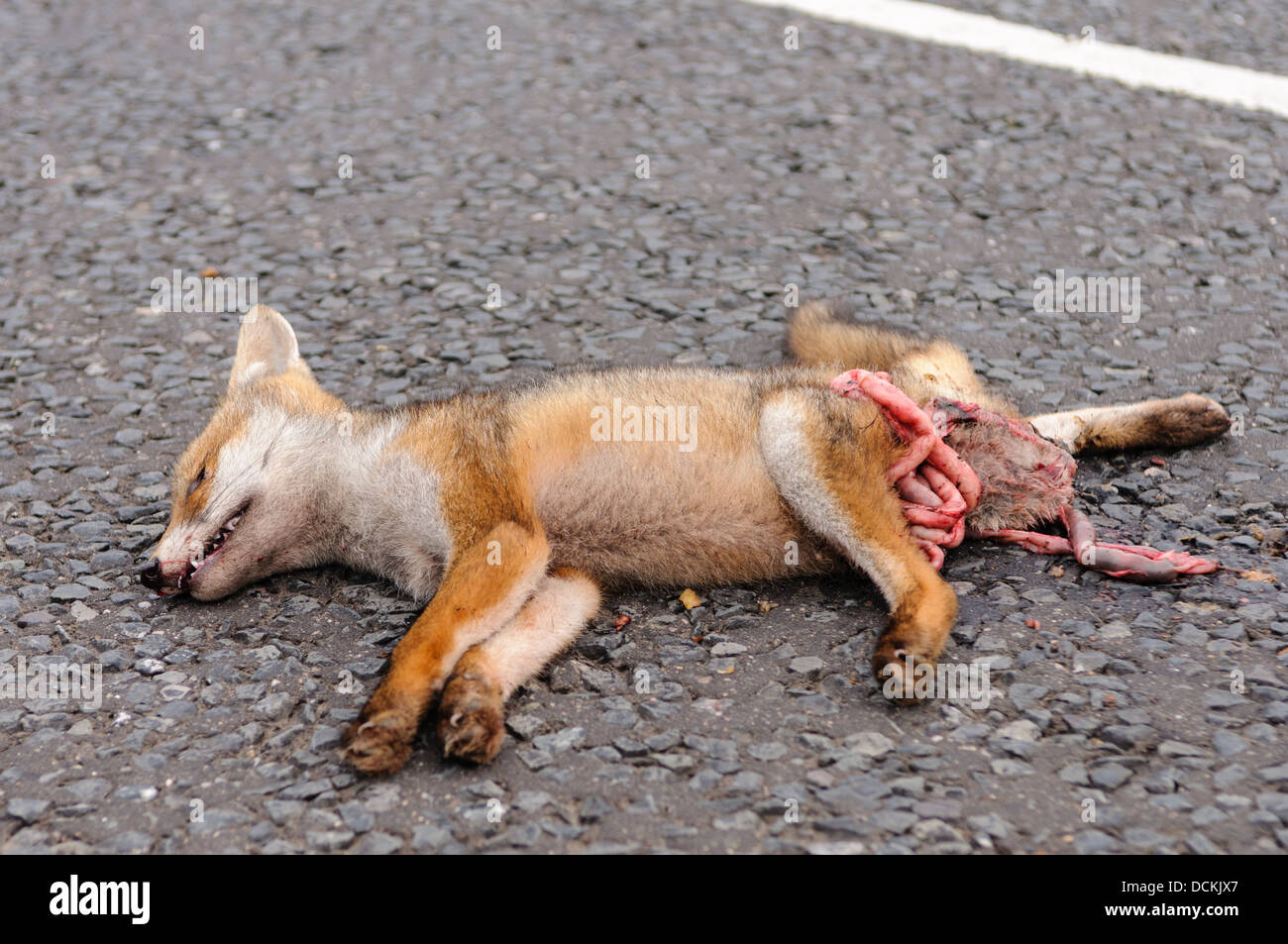Dead fox roadkill sur une route rurale avec ses intestins courage exposés Banque D'Images