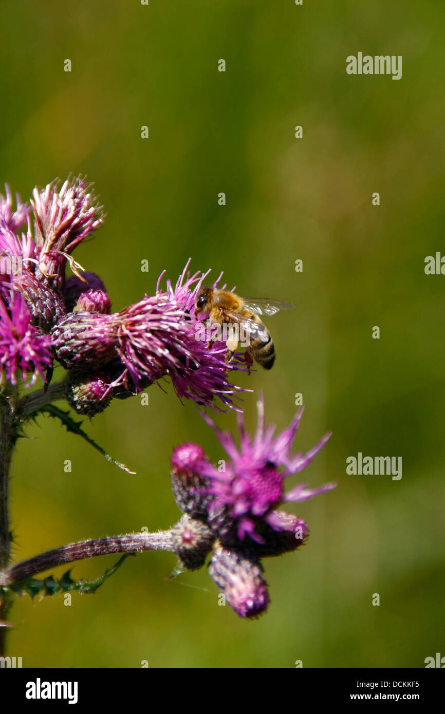 Le chardon des champs (Cirsium arvense L.) est de 60 à 120 cm de hauteur. Elle fleurit de juin à septembre. Les fleurs offrent de nombreux insectes beaucoup de nectar et de pollen. Photo : Klaus Nowottnick Date : Juin 28, 2012 Banque D'Images