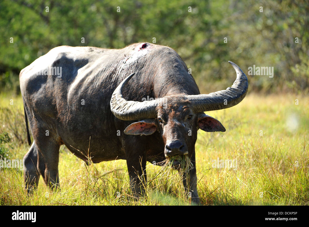 Buffalo mordu par un dragon de Komodo Banque D'Images