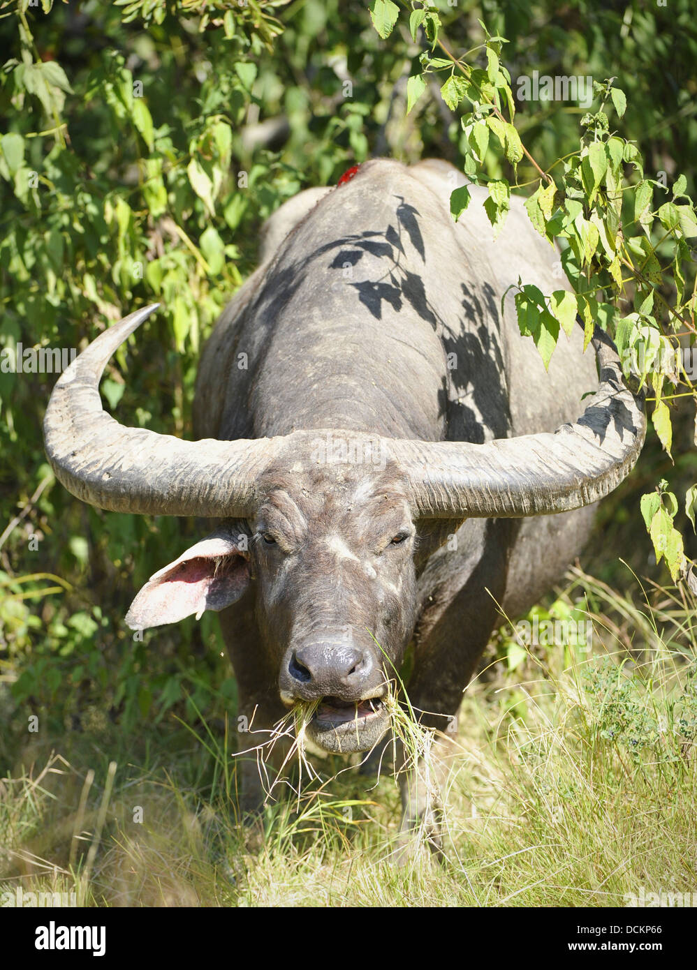 Buffalo mordu par un dragon de Komodo Banque D'Images