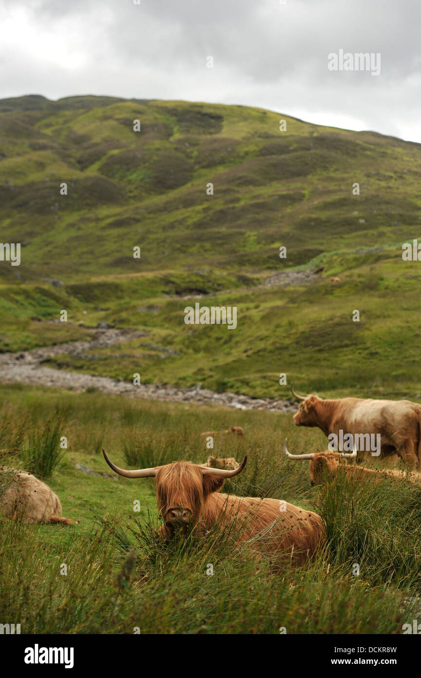 Highland cattle dans les Highlands écossais Banque D'Images