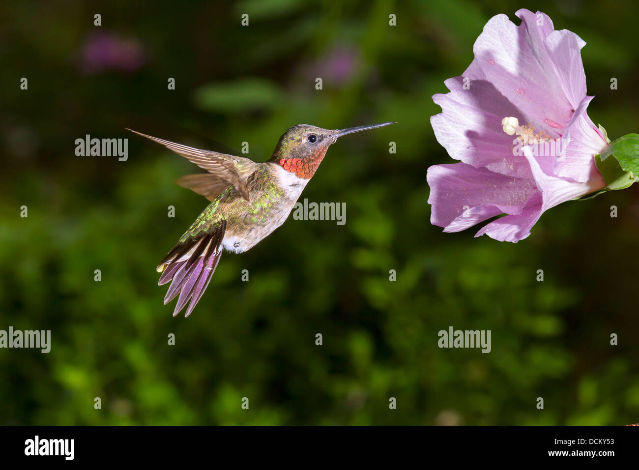 Homme colibri à gorge rubis (Archilochus colubris) près d'une fleur. Banque D'Images