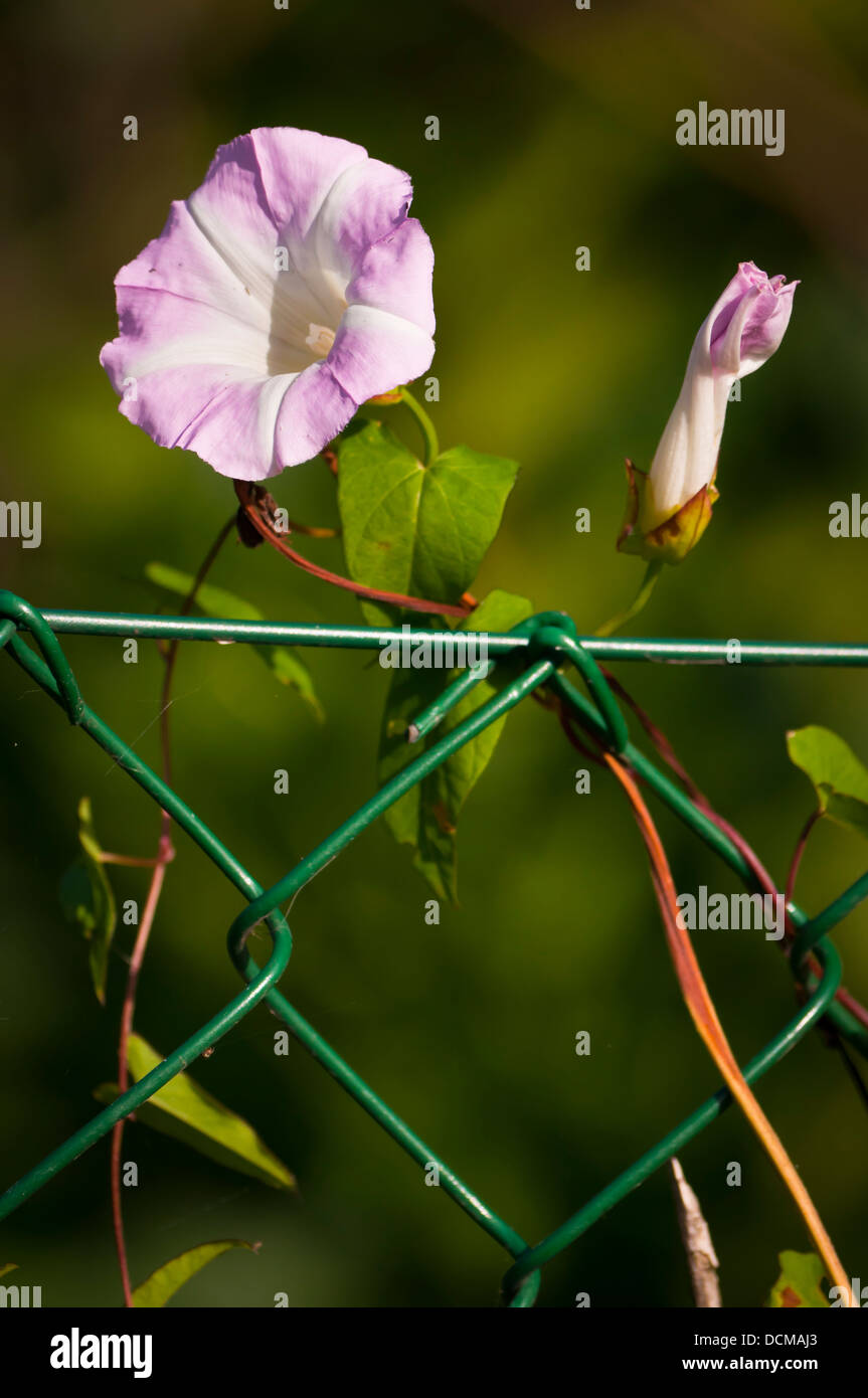 Le liseron des champs Convolvulus arvensis sur grillage Banque D'Images