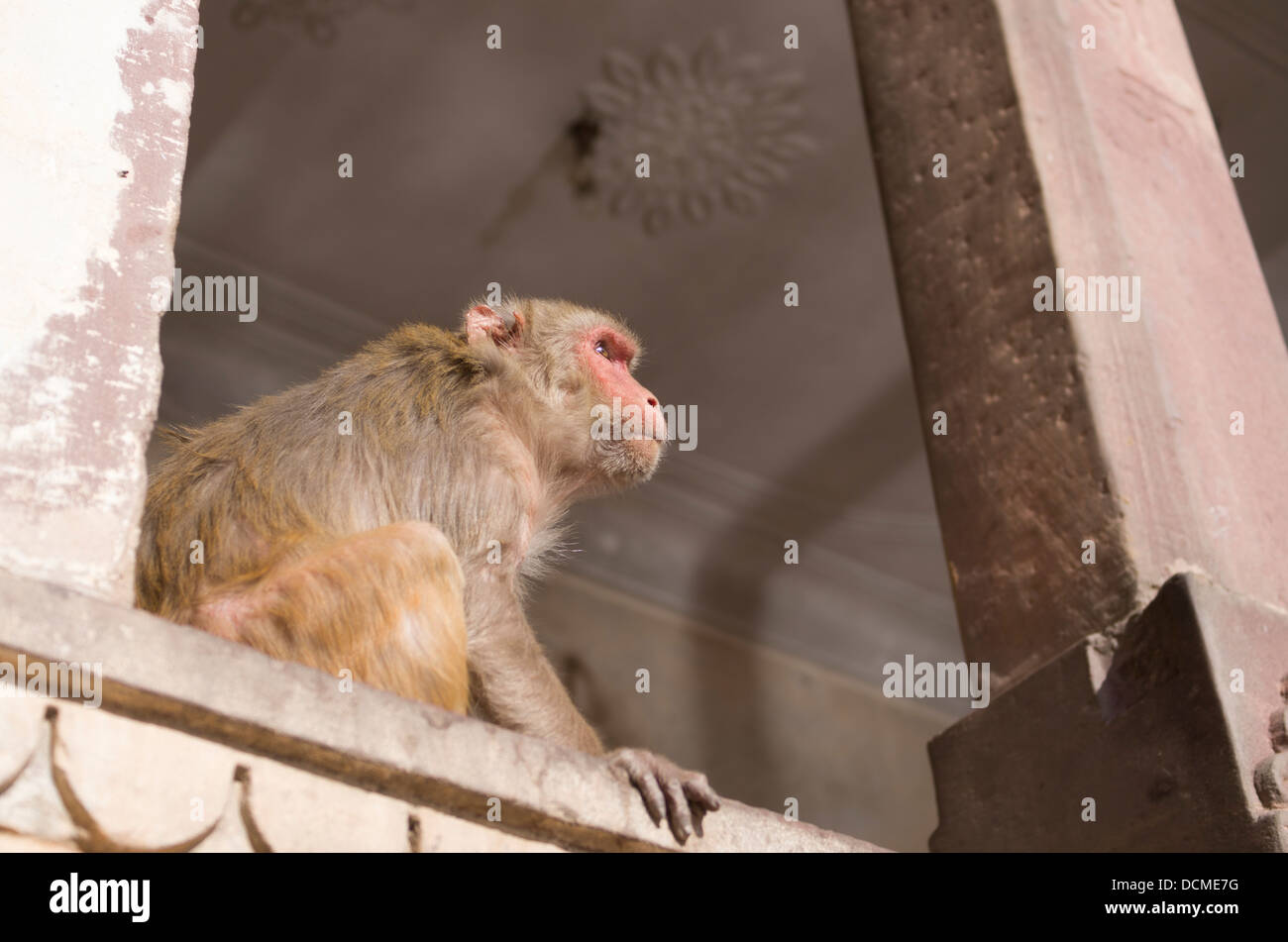 Singe singe macaque à Galta Palace / Temple - Jaipur, Rajasthan, Inde Banque D'Images