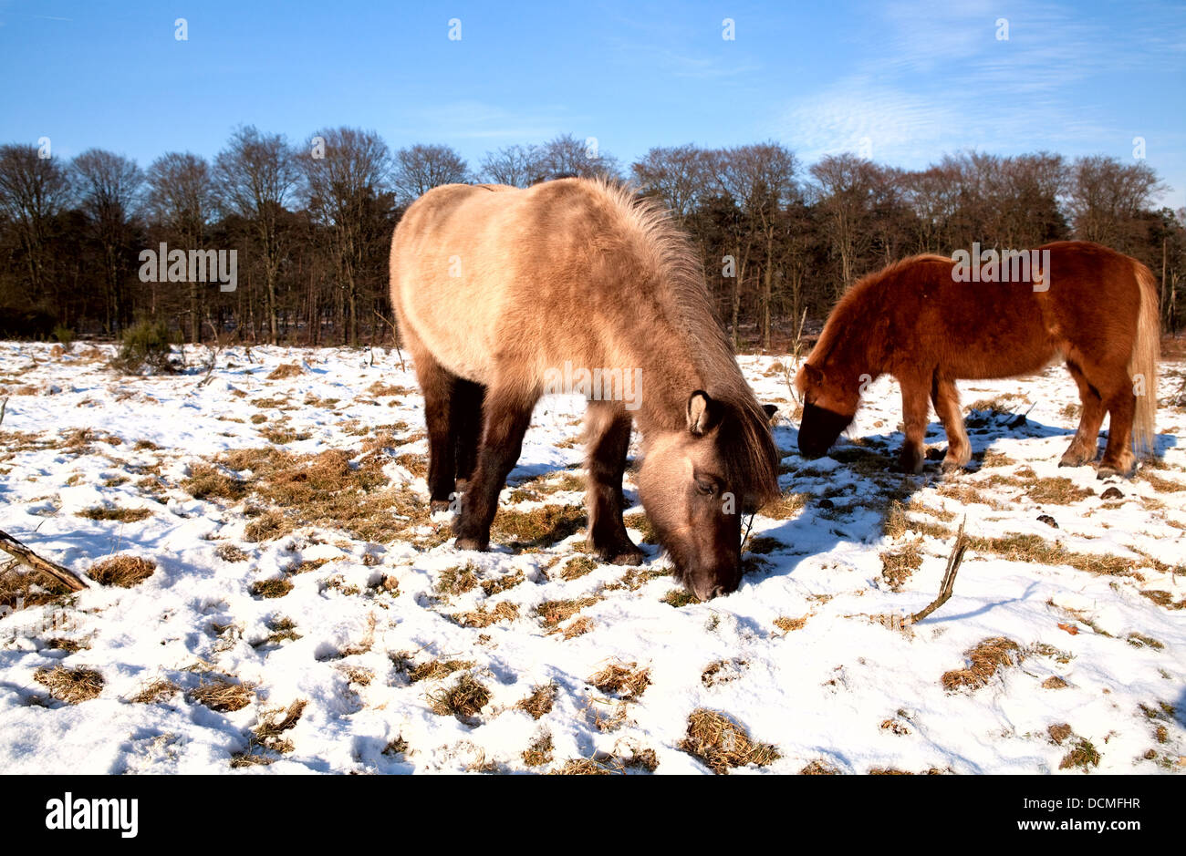 Deux poney mignon sur parture Banque D'Images