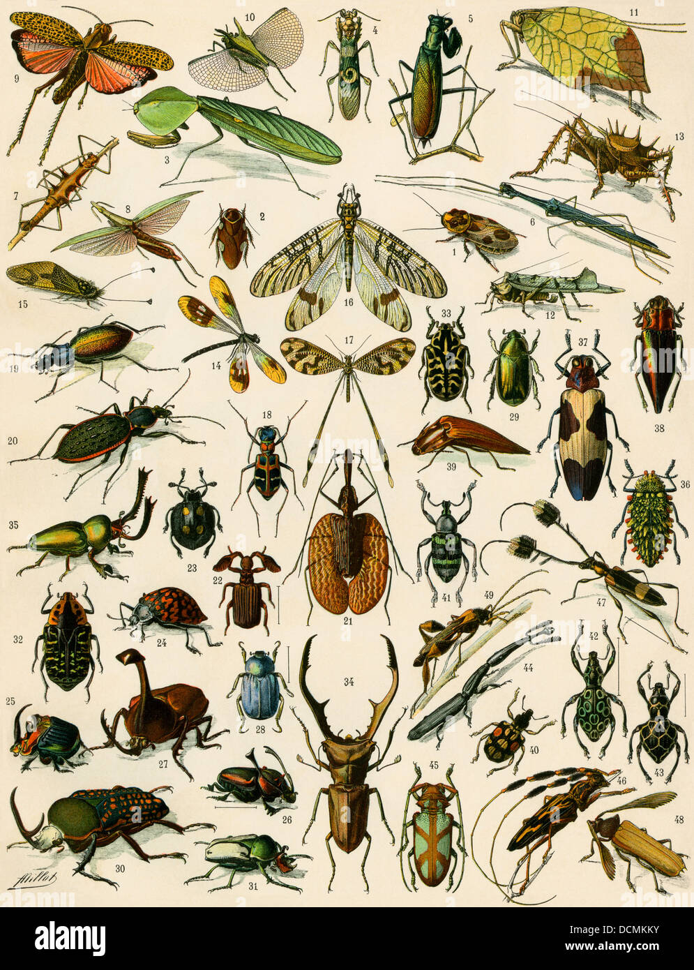 Les insectes, notamment les coléoptères. Lithographie couleur Banque D'Images