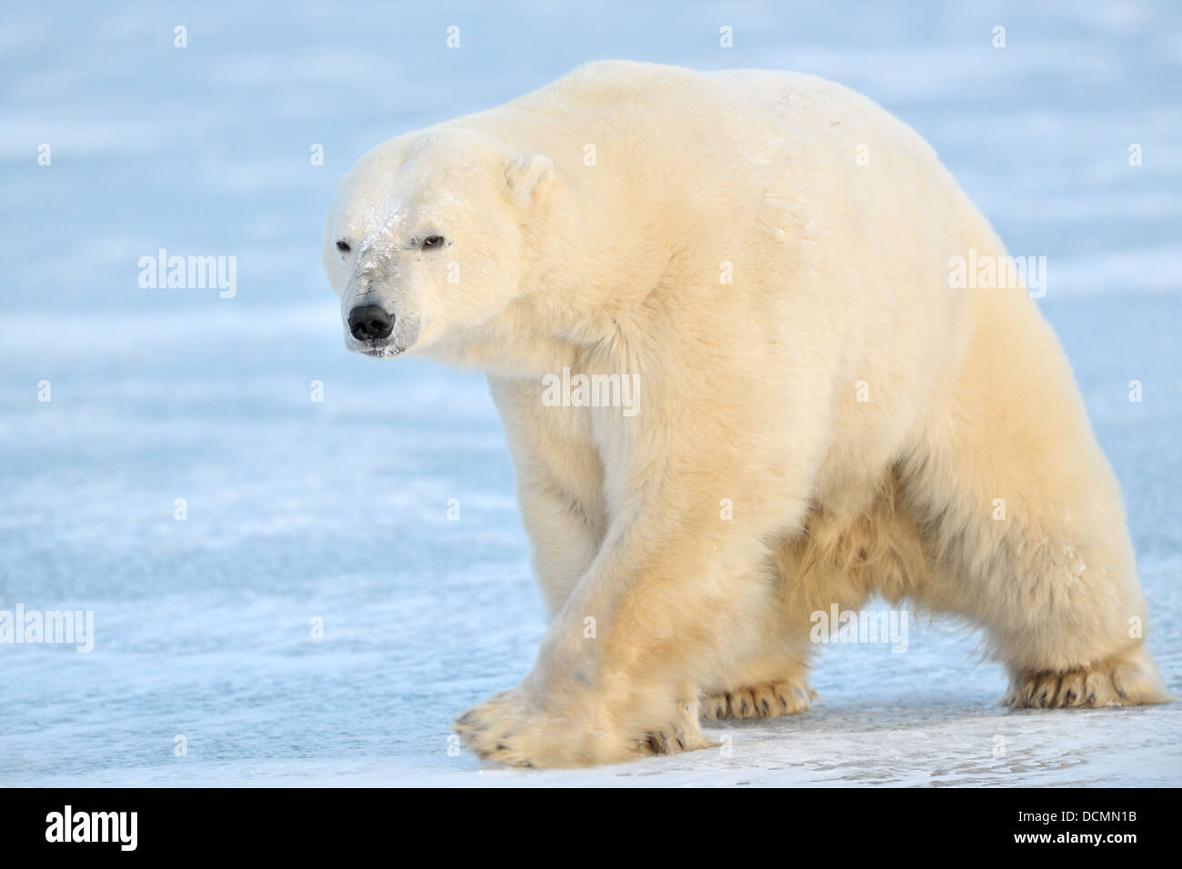 L'ours polaire (Ursus maritimus) marche sur la glace bleue et à la caméra intégrée, Churchill, Manitoba, Canada. Banque D'Images