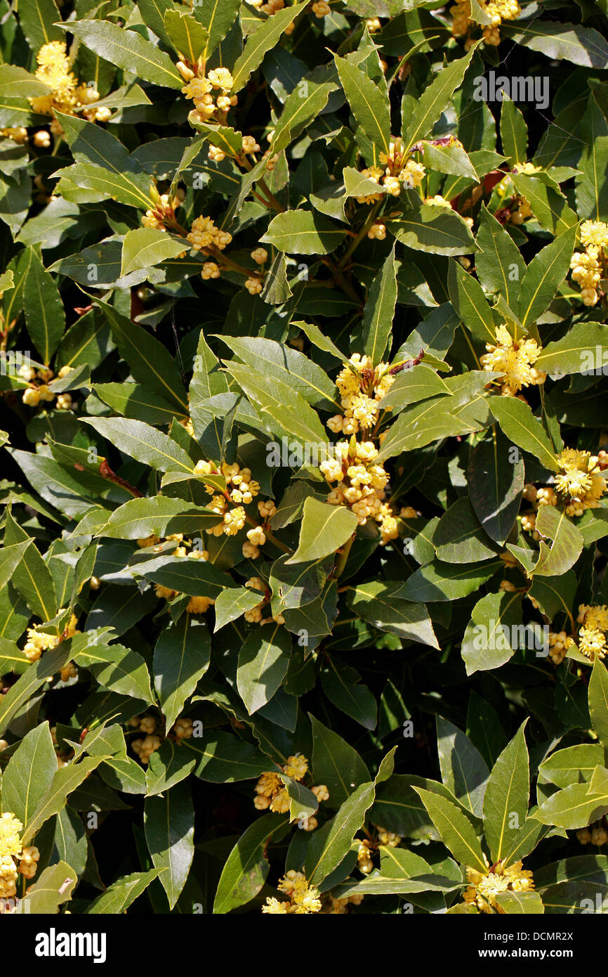 Bay Tree in Flower, Laurus nobilis, Lauraceae. Aka. Sweet Bay, vrai ou Laurel Laurel Grecian Banque D'Images