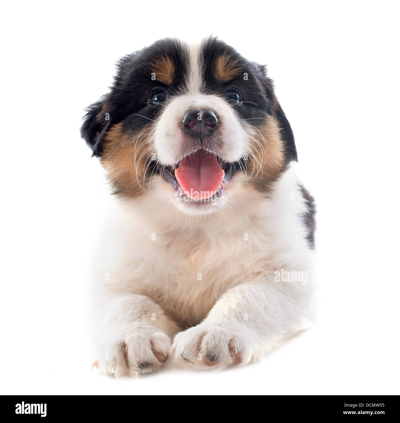 Chiot berger australien in front of white background Banque D'Images