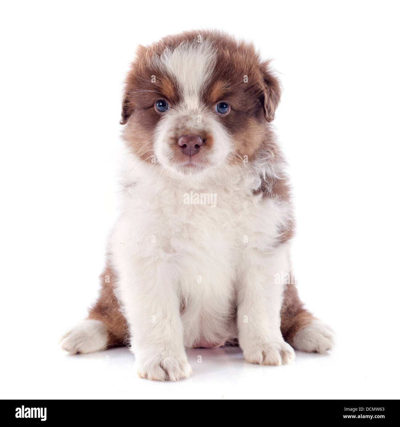 Chiot berger australien in front of white background Banque D'Images