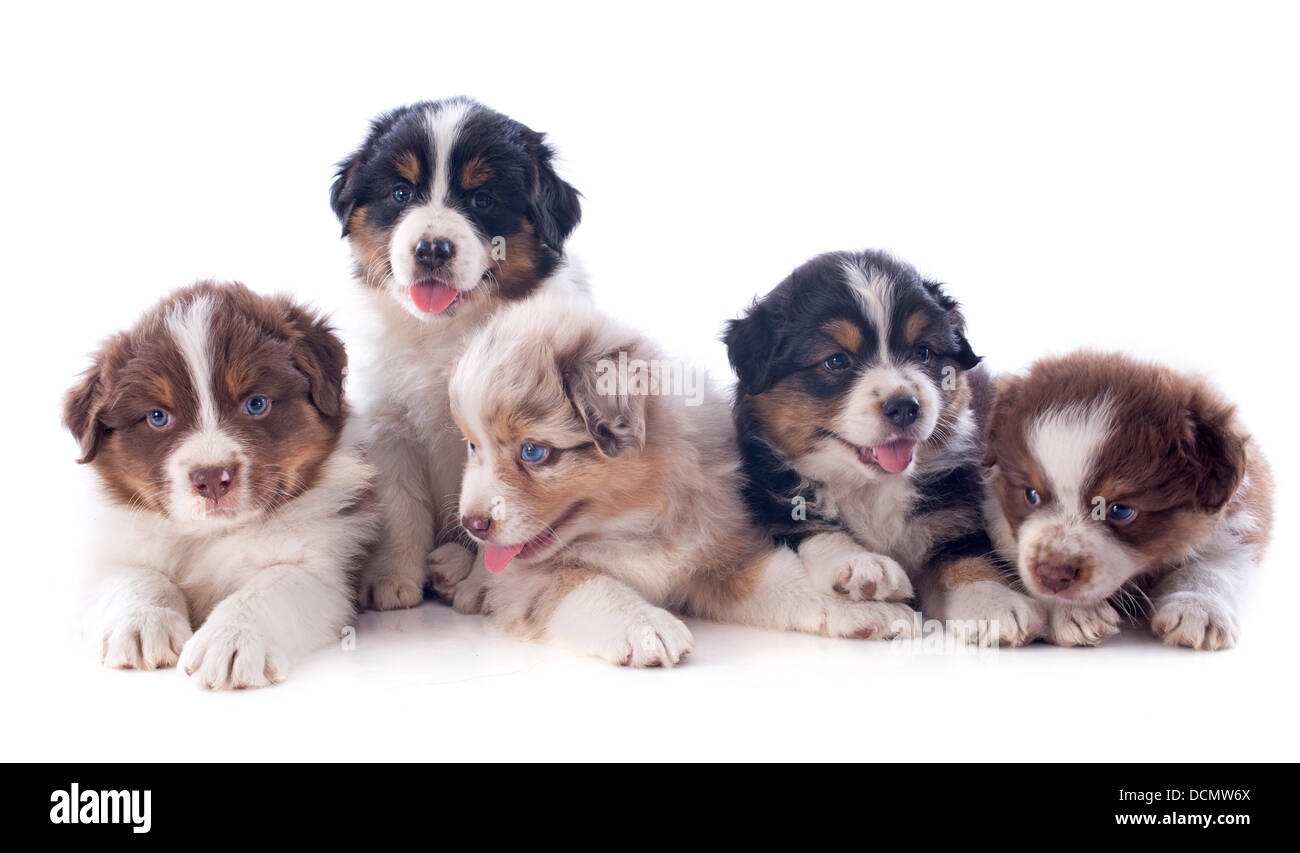 Chiots berger australien in front of white background Banque D'Images