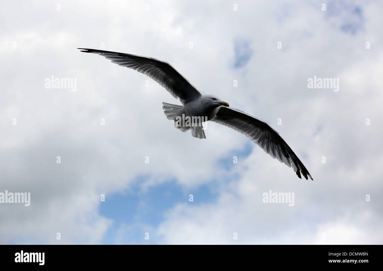 Tenby UK, lundi 19 août 2013 une mouette sur la plage du nord à Tenby, Pembrokeshire. Re : le comportement agressif de mouettes à l'une des plus populaires stations balnéaires ont suscité des appels pour un "gull cull" - alors que l'on craint pour la sécurité publique. Les conseillers municipaux de Tenby dire goélands dans la ville sont en train d'attaquer les constructeurs sur les toits et les familles sur les plages. Le maire de la ville Sue Lane a demandé que l'autorité locale s'approcha pour voir si il y avait un moyen de contrôler les oiseaux belliqueux. Credit : D Legakis/Alamy Live News Banque D'Images