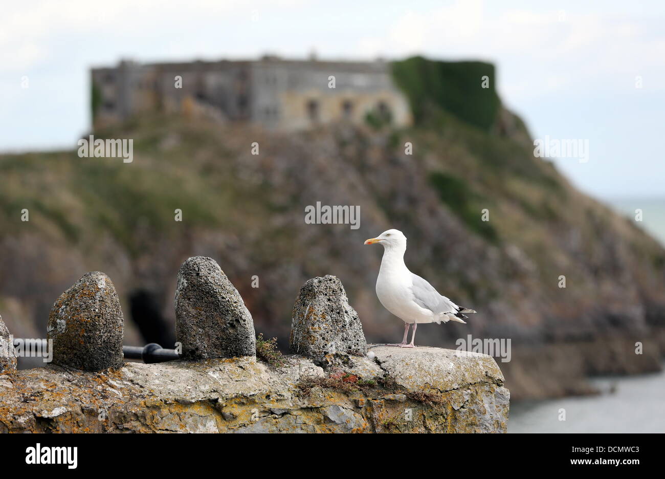 Tenby UK, lundi 19 août 2013 une mouette surplombant St Catherine's Island par la North Beach à Tenby, Pembrokeshire. Re : le comportement agressif de mouettes à l'une des plus populaires stations balnéaires ont suscité des appels pour un "gull cull" - alors que l'on craint pour la sécurité publique. Les conseillers municipaux de Tenby dire goélands dans la ville sont en train d'attaquer les constructeurs sur les toits et les familles sur les plages. Le maire de la ville Sue Lane a demandé que l'autorité locale s'approcha pour voir si il y avait un moyen de contrôler les oiseaux belliqueux. Credit : D Legakis/Alamy Live News Banque D'Images