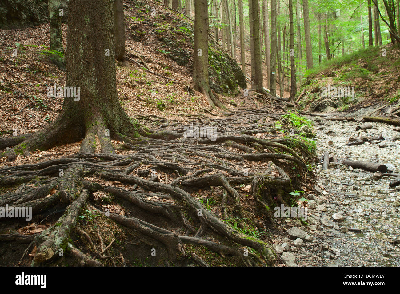 Les racines des grands arbres et chemin pierreux à forest Banque D'Images