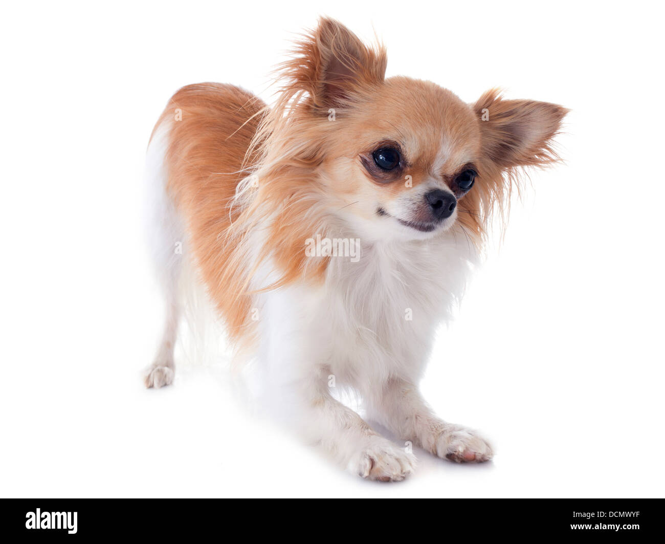 Portrait of a cute chihuahua pure race, in front of white background Banque D'Images