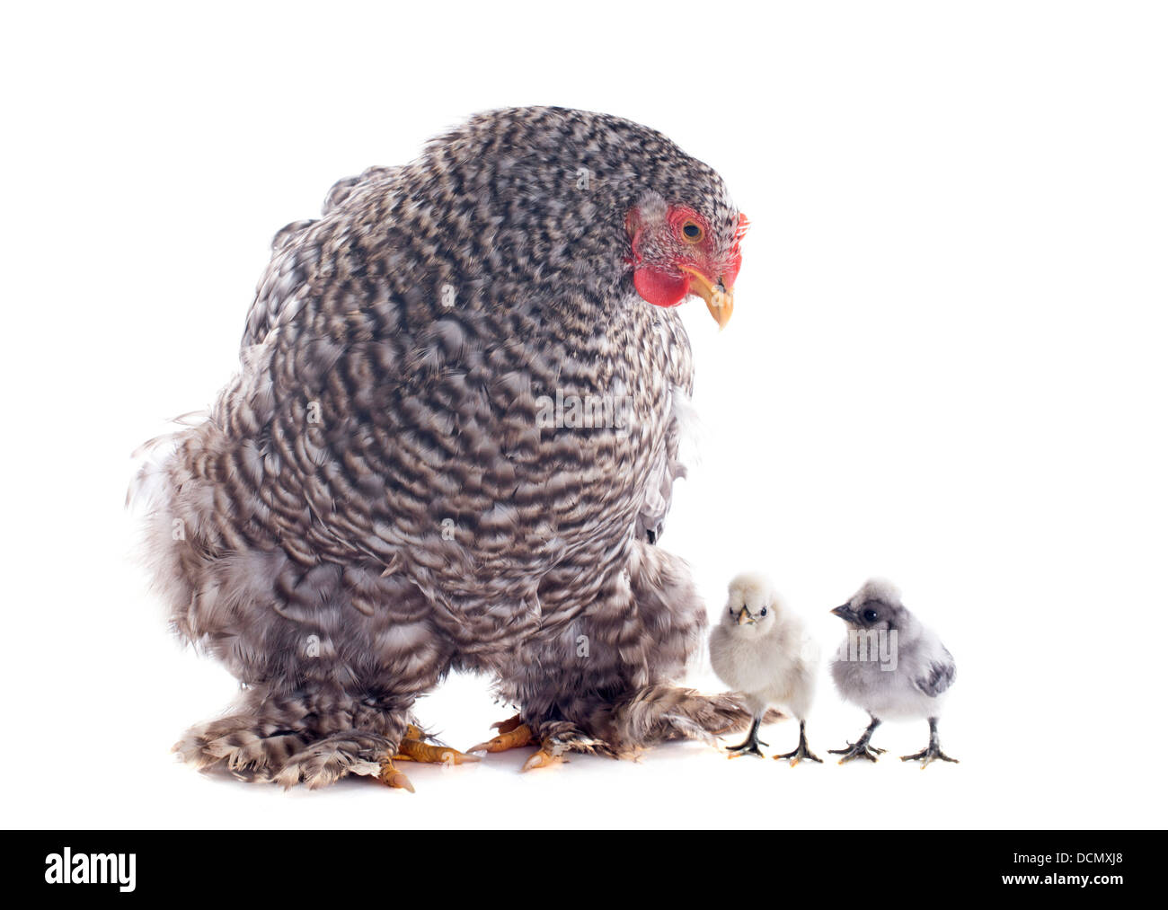 Une jeune poule orpington et les poussins sur un fond blanc Banque D'Images