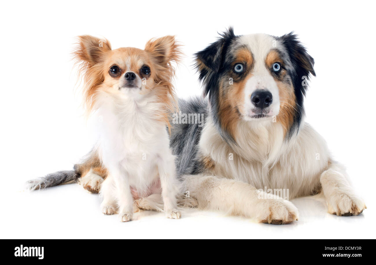 Berger Australien pure race et chihuahua in front of white background Banque D'Images