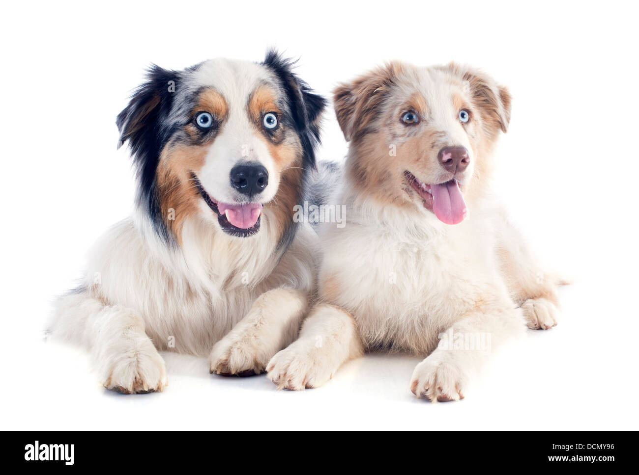 Chiot berger australien in front of white background Banque D'Images