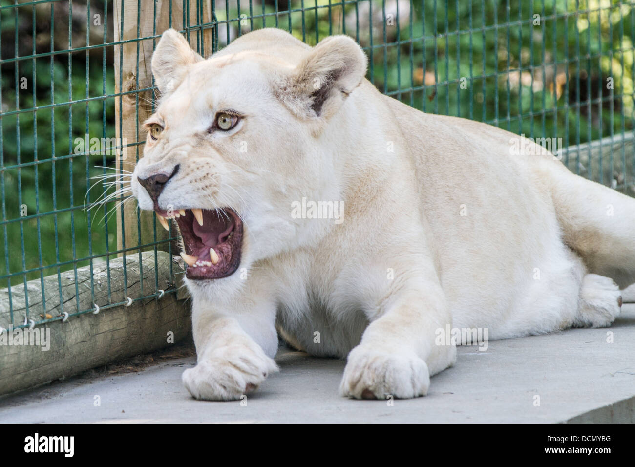 Roaring Lion Blanc femelle, cages dans le Zoo. Banque D'Images