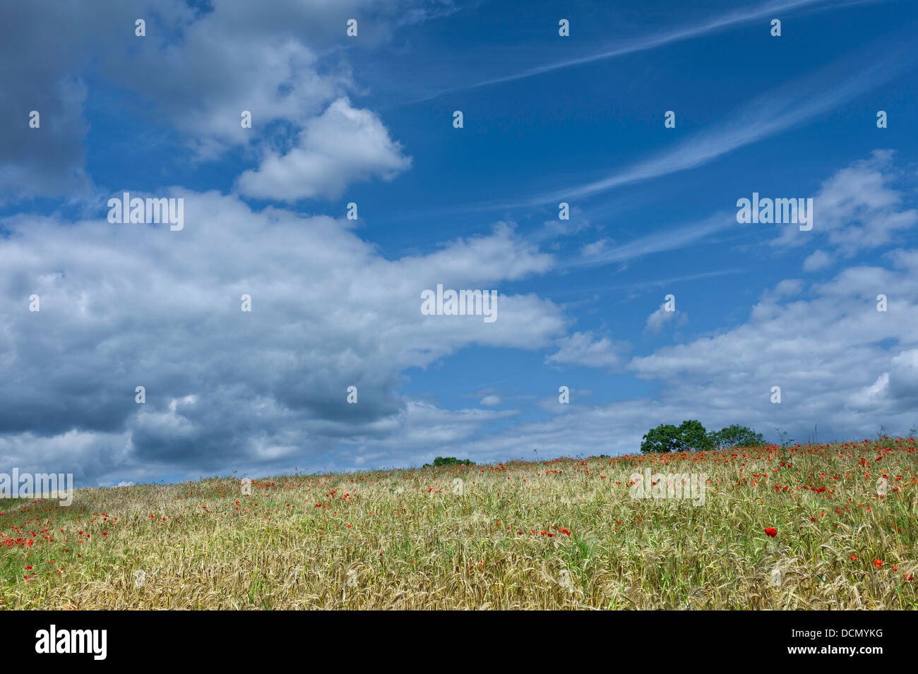 Coquelicots dans un champ de blé, Malton, Yorkshire, UK. Banque D'Images