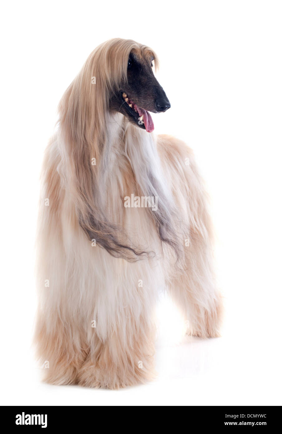 Lévrier afghan in front of white background Banque D'Images